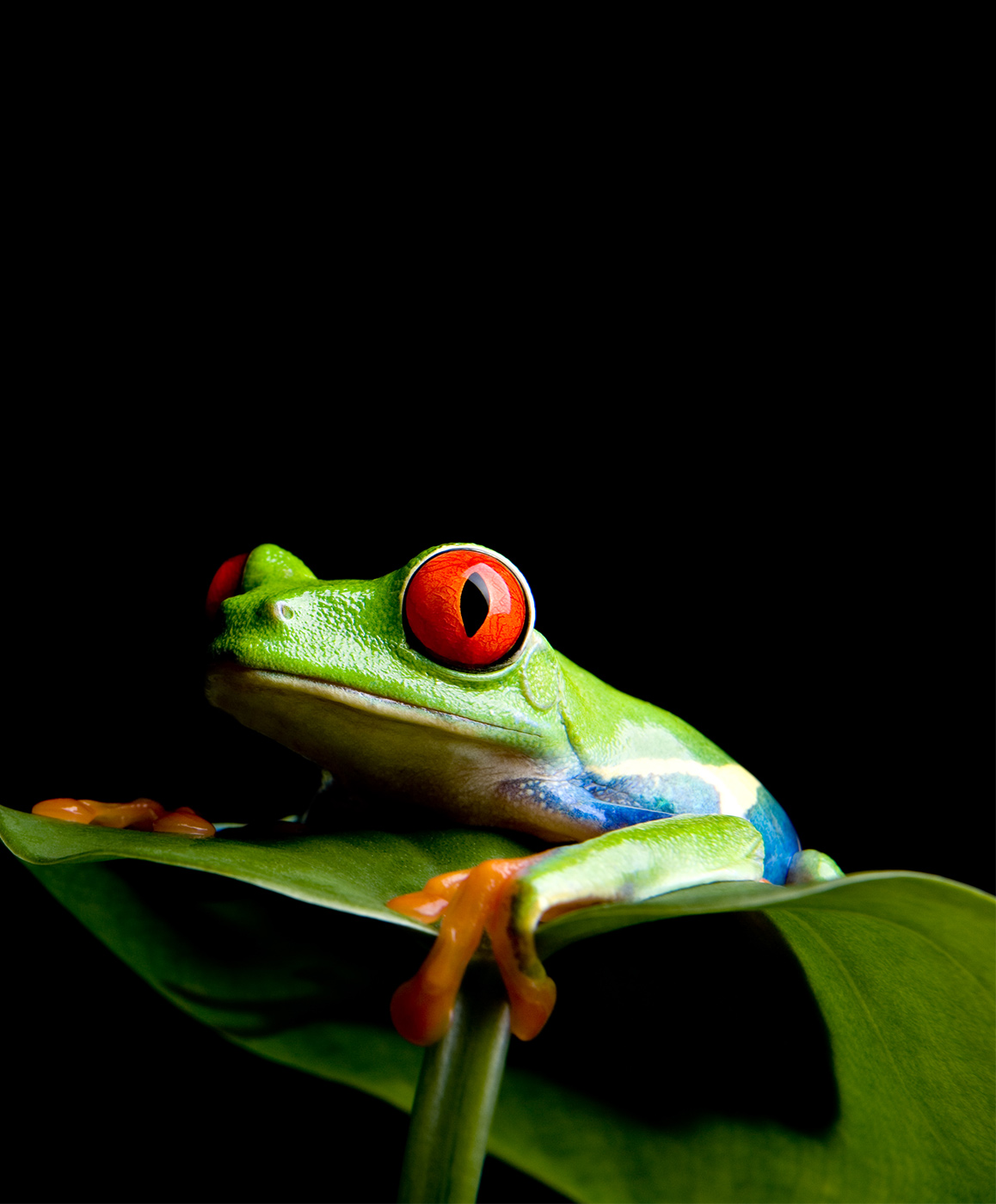 frog